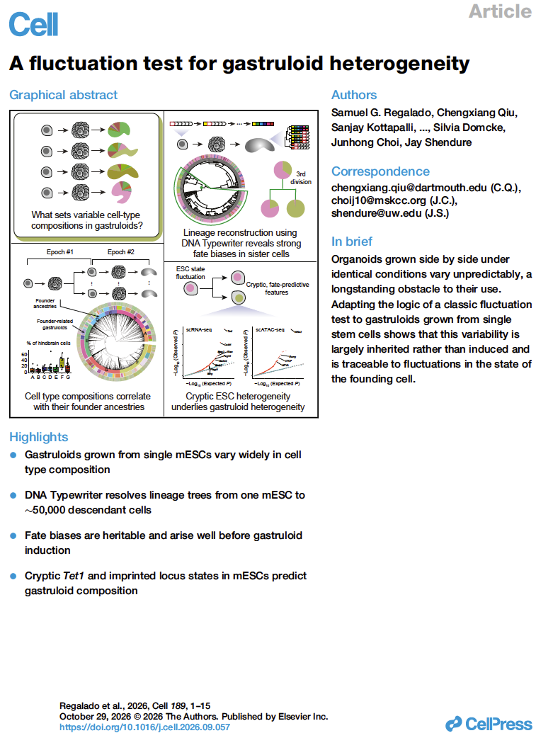 A fluctuation test for gastruloid heterogeneity